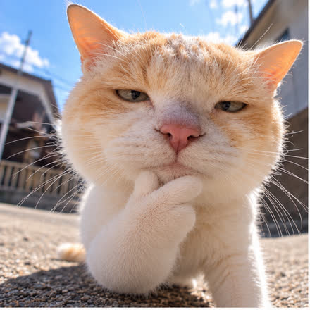 턱에 앞발을 괴고 가까이서 쳐다보는 고양이