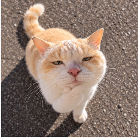 위에서 내려다본 턱 괸 고양이